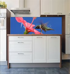 Fototapeta do kuchyn flie 180 x 60, 15250716 - Ruby-throated Hummingbird - Rubn