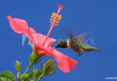 Fototapeta papr 184 x 128, 15250716 - Ruby-throated Hummingbird - Rubn
