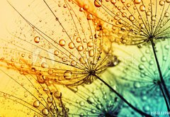 Fototapeta pltno 174 x 120, 153111950 -  dandelion flower background