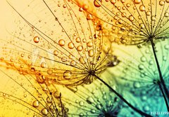 Fototapeta papr 184 x 128, 153111950 -  dandelion flower background