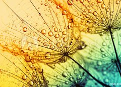 Samolepka flie 200 x 144, 153111950 -  dandelion flower background