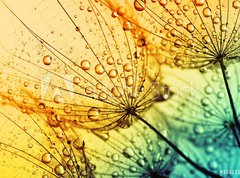 Fototapeta pltno 330 x 244, 153111950 -  dandelion flower background