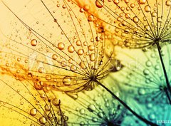 Fototapeta papír 360 x 266, 153111950 - dandelion flower background - Pampeliška květinové pozadí