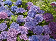 Samolepka flie 100 x 73, 15419136 - Hortensien 2 - Hydrangeas 2