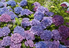 Samolepka flie 145 x 100, 15419136 - Hortensien 2 - Hydrangeas 2