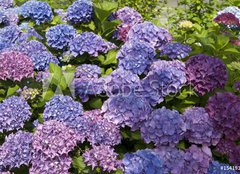 Fototapeta pltno 160 x 116, 15419136 - Hortensien 2 - Hydrangeas 2