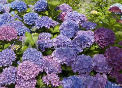 Fototapeta vliesov 200 x 144, 15419136 - Hortensien 2 - Hydrangeas 2