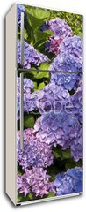 Samolepka na lednici flie 80 x 200, 15419136 - Hortensien 2 - Hydrangeas 2