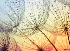 Fototapeta papír 160 x 116, 155375500 - dandelion flower background - Pampeliška květinové pozadí