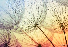 Fototapeta pltno 174 x 120, 155375500 -  dandelion flower background