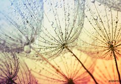 Fototapeta papr 184 x 128, 155375500 -  dandelion flower background