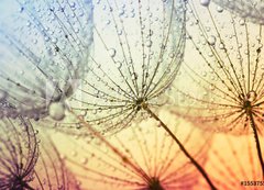 Samolepka flie 200 x 144, 155375500 -  dandelion flower background