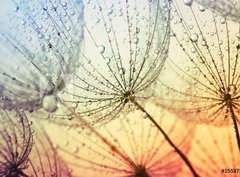 Fototapeta360 x 266  dandelion flower background, 360 x 266 cm