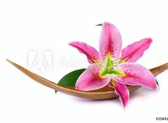 Fototapeta360 x 266  Beautiful lily flower, 360 x 266 cm