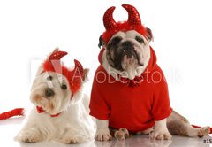 Fototapeta pltno 174 x 120, 15642685 - two devils - bulldog and west highland white terrier - dva bli