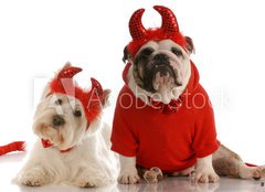 Fototapeta pltno 240 x 174, 15642685 - two devils - bulldog and west highland white terrier