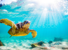 Fototapeta100 x 73  An endangered Hawaiian Green Sea Turtle cruises in the warm waters of the Pacific Ocean in Hawaii., 100 x 73 cm