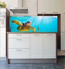 Fototapeta do kuchyn flie 180 x 60, 156465312 - An endangered Hawaiian Green Sea Turtle cruises in the warm waters of the Pacific Ocean in Hawaii. - Ohroen havajsk elva zelen mosk plavba v teplch vodch Tichho ocenu na Havaji.