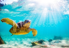Fototapeta papr 184 x 128, 156465312 - An endangered Hawaiian Green Sea Turtle cruises in the warm waters of the Pacific Ocean in Hawaii. - Ohroen havajsk elva zelen mosk plavba v teplch vodch Tichho ocenu na Havaji.