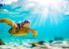 Samolepka flie 200 x 144, 156465312 - An endangered Hawaiian Green Sea Turtle cruises in the warm waters of the Pacific Ocean in Hawaii. - Ohroen havajsk elva zelen mosk plavba v teplch vodch Tichho ocenu na Havaji.