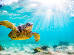 Fototapeta vliesov 270 x 200, 156465312 - An endangered Hawaiian Green Sea Turtle cruises in the warm waters of the Pacific Ocean in Hawaii.