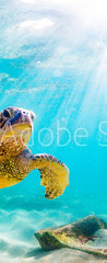 Samolepka na dvee flie 90 x 220  An endangered Hawaiian Green Sea Turtle cruises in the warm waters of the Pacific Ocean in Hawaii., 90 x 220 cm