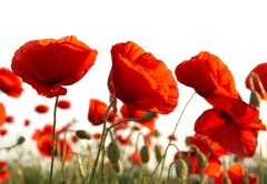 Fototapeta pltno 174 x 120, 15661421 - Red poppies