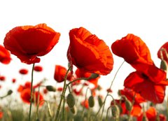 Samolepka flie 200 x 144, 15661421 - Red poppies