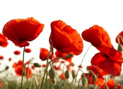 Fototapeta papr 254 x 184, 15661421 - Red poppies