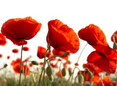 Fototapeta pltno 330 x 244, 15661421 - Red poppies