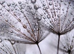 Samolepka flie 100 x 73, 15712767 - dandelion seeds - semena pampeliky