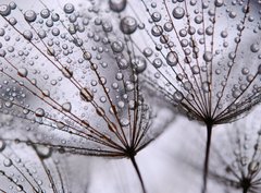 Fototapeta pltno 330 x 244, 15712767 - dandelion seeds
