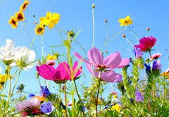 Fototapeta pltno 174 x 120, 157514845 - Blumenwiese