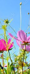 Samolepka na dvee flie 90 x 220, 157514845 - Blumenwiese