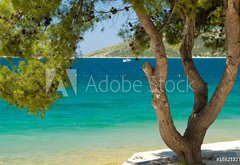 Fototapeta vliesov 145 x 100, 15821221 - Pine tree on a beach