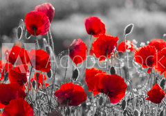 Fototapeta papr 184 x 128, 158374540 - red poppies, black and white