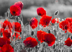 Samolepka flie 200 x 144, 158374540 - red poppies, black and white