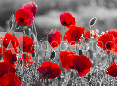 Fototapeta pltno 330 x 244, 158374540 - red poppies, black and white