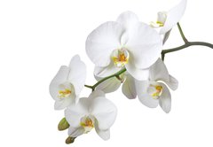 Samolepka flie 145 x 100, 15872773 - Orchidee