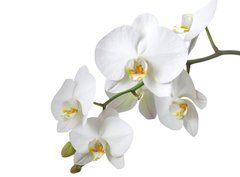 Fototapeta pltno 330 x 244, 15872773 - Orchidee