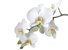 Fototapeta360 x 266  Orchidee, 360 x 266 cm