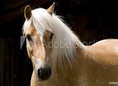 Fototapeta vliesov 100 x 73, 15900337 - Haflinger Portrait - Portrt Haflinger