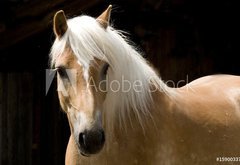 Samolepka flie 145 x 100, 15900337 - Haflinger Portrait