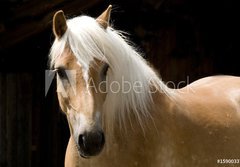 Fototapeta papr 184 x 128, 15900337 - Haflinger Portrait - Portrt Haflinger