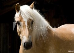 Fototapeta200 x 144  Haflinger Portrait, 200 x 144 cm