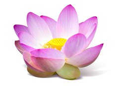 Fototapeta papr 160 x 116, 15918098 - Lotus