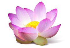 Fototapeta papr 184 x 128, 15918098 - Lotus