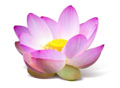 Fototapeta pltno 330 x 244, 15918098 - Lotus