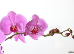 Fototapeta vliesov 100 x 73, 15946659 - Orchid Phalaenopsis - Orchidej phalaenopsis