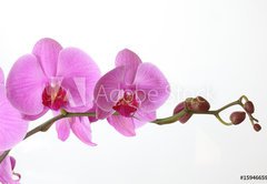 Fototapeta145 x 100  Orchid Phalaenopsis, 145 x 100 cm